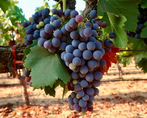 Close-up of ripe purple wine grapes hanging on the vine in a vineyard.
