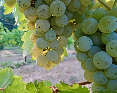 Close-up of a cluster of green wine grapes ripening on the vine in Lodi, California.