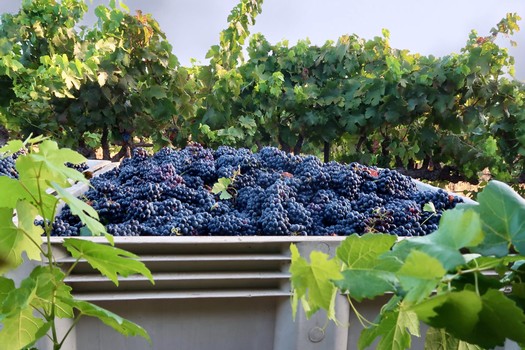 Freshly harvested dark purple winegrapes in a vineyard with green leaves and grapevines in the background.