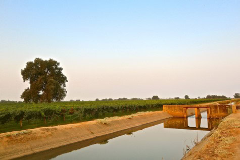 Lodi Winegrape vineyard with waterway and a large tree in the background, showcasing California's wine region.