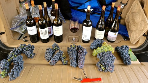 Selection of Lodi wine bottles and freshly harvested grapes for wine production.