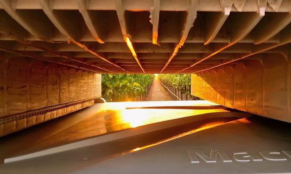 Sunset view from beneath a bridge over a vineyard in Lodi, California, showcasing grape growing region.