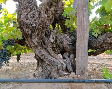 Close-up of an old, gnarled winegrape vine in Lodi with green leaves and grape clusters.