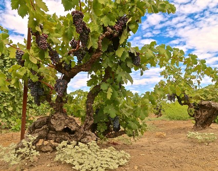Grapevines with ripe grapes in a Lodi vineyard under a blue sky.