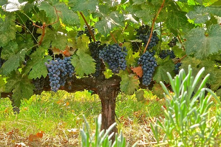 Vineyard with ripe dark purple grapes hanging from the vine in Lodi, California.