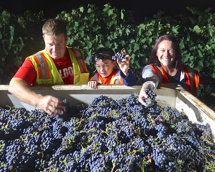 Family harvesting grapes in a vineyard during Lodi Winegrape Commission event.