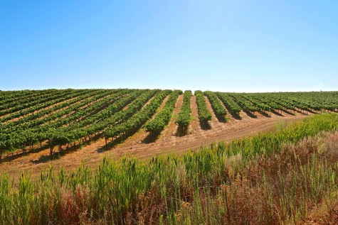 Vast vineyard rows in Lodi, California, under a clear blue sky, showcasing healthy grapevines for wine production.