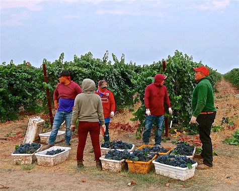 Group of workers harvesting grapes in a vineyard for Lodi wine production.
