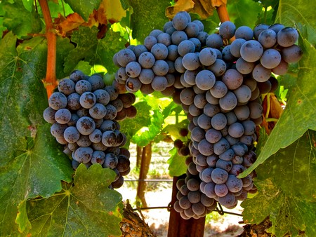 Close-up of ripe purple winegrapes hanging on the vine in a Lodi vineyard.