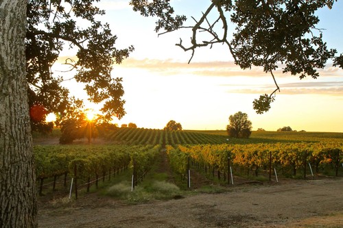 Vineyard in Lodi at sunset with rows of grapevines and a large tree in the foreground.