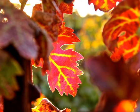 Close-up of vibrant red and orange winegrape vine leaves during fall in Lodi, California.