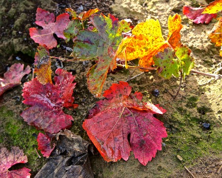 Colorful grapevine leaves in shades of red, yellow, and green on the vineyard soil in Lodi, California during fall.