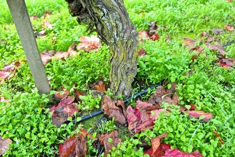 Close-up of a grapevine with green foliage and fallen autumn leaves in a vineyard.