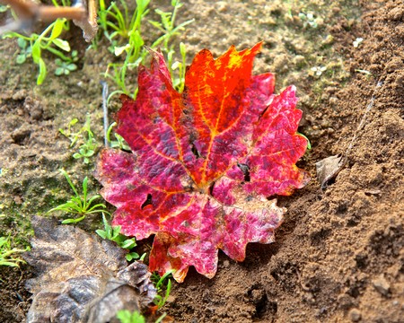 Close-up of a vibrant red and orange grapevine leaf on soil, representing Lodi Winegrape Commission's vineyard diversity.