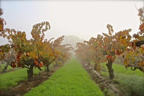 Lodi winegrape vineyard with foggy atmosphere and vibrant fall foliage.