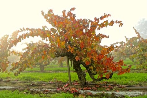Autumn vineyard with colorful grapevine leaves in Lodi, California, showcasing fall foliage and grape harvest.