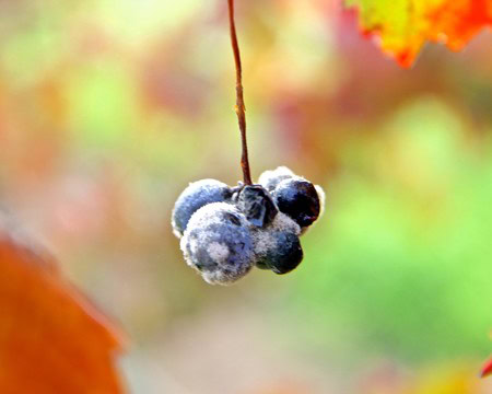 Close-up of frosty wine grapes hanging on the vine in Lodi, California, during autumn.