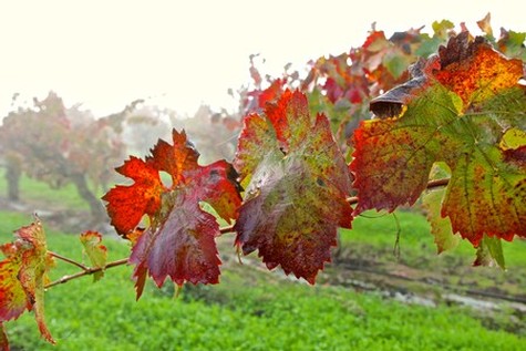 Close-up of colorful grapevine leaves in a Lodi vineyard during fall season.