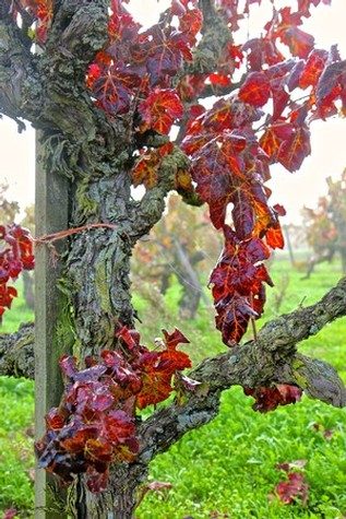 Close-up of a winegrape vine with red autumn leaves in a vineyard setting.