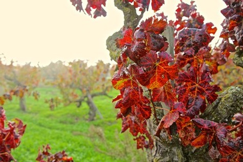 Close-up of red wine grape leaves on vine in Lodi wine region during fall.