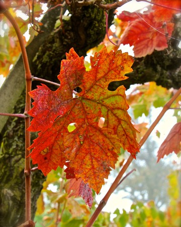 Close-up of a vibrant red and orange grapevine leaf during fall in Lodi, California.