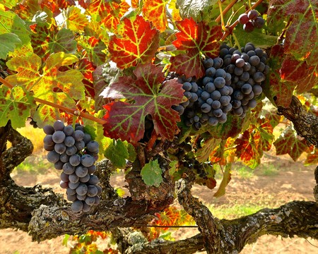 Close-up of ripe dark purple winegrapes on a vine with colorful autumn leaves in Lodi, California.