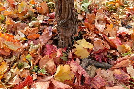 Close-up of a grapevine trunk surrounded by colorful fallen autumn leaves in a Lodi vineyard.
