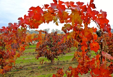 Vibrant red and orange grapevine leaves in a Lodi vineyard during fall season.