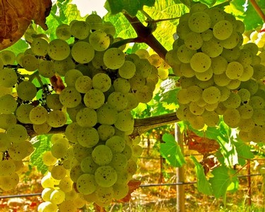 Close-up of ripe green winegrapes hanging in a vineyard, ready for harvest in Lodi, California.