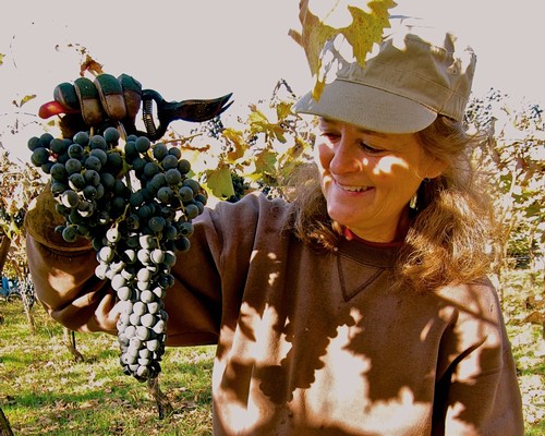 Woman harvesting ripe grapes in a vineyard during the Lodi Winegrape season.