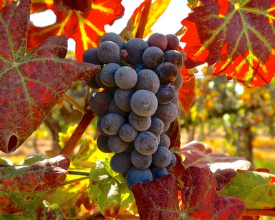 Close-up of ripe dark purple winegrapes on the vine with colorful autumn leaves in the background.