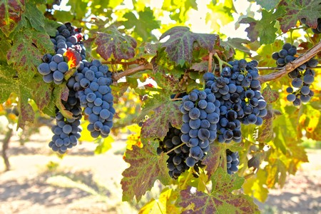 Bunches of ripe dark purple winegrapes hanging on vine in Lodi, California vineyard.