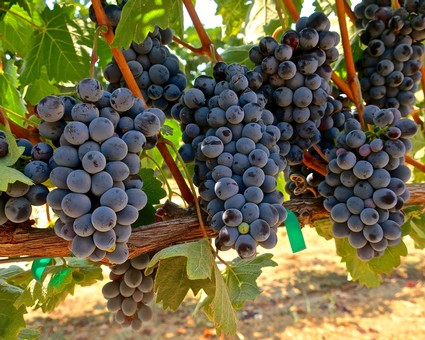 Close-up of ripe dark purple winegrapes on the vine in Lodi, California.