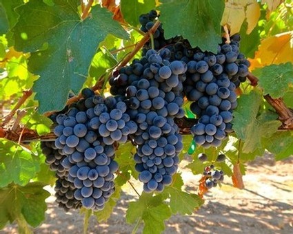 Close-up of ripe dark purple winegrapes hanging on the vine in Lodi, California.