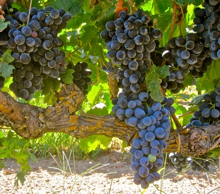 Close-up of ripe dark purple winegrapes hanging on a vine in Lodi, California.