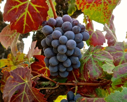 Close-up of ripe dark purple winegrapes on vine with colorful leaves in Lodi, California.