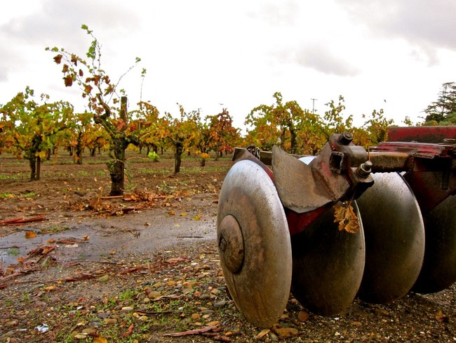 Grape vineyard in Lodi with harvest equipment in foreground, cloudy sky, and lush grapevines.