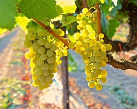 Close-up of a ripe green winegrape cluster hanging from a vine in Lodi, California.
