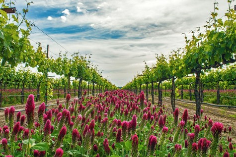 Vineyard rows with lush grapevines and vibrant pink flowers under a partly cloudy sky in Lodi, California.