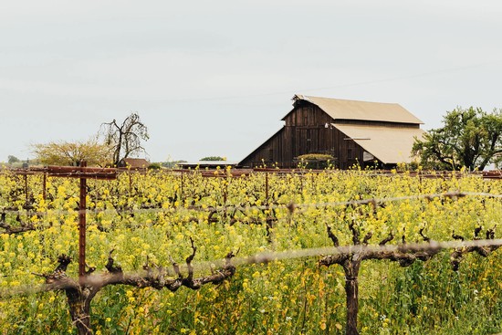 Vineyard with grapevines and a rustic barn in Lodi, California, showcasing local wine grape cultivation.