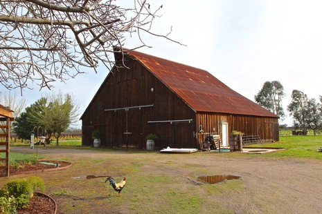 Rustic wooden barn on a vineyard with trees and a chicken in Lodi, California.