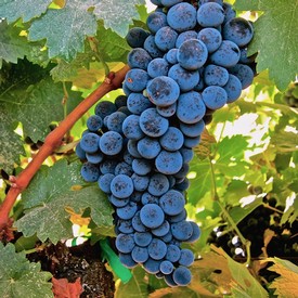 Close-up of a ripe blue winegrape cluster hanging on the vine in Lodi, California.