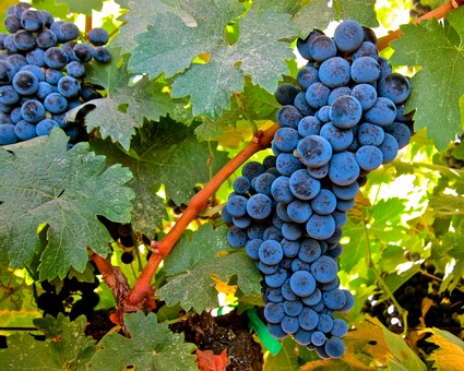 Close-up of ripe dark purple winegrapes on vine with green leaves in Lodi, California.