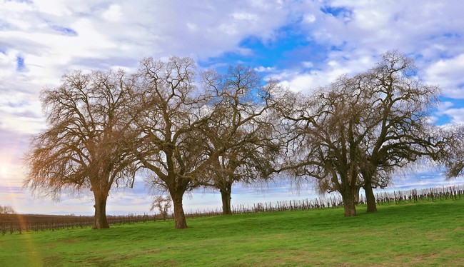 Vineyard with leafless trees and blue sky, showcasing Lodi's wine grape growing region.
