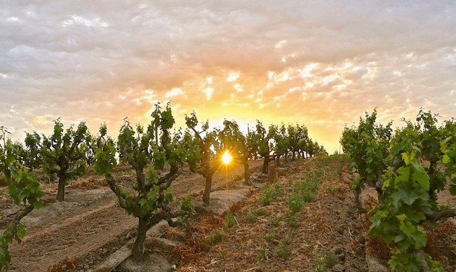 Vineyard rows in Lodi at sunset with sun shining through grapevines.