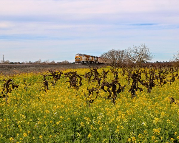 Vineyard in Lodi with pruned grapevines and a train passing in the background.