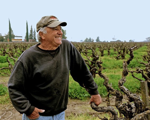 Happy winegrower inspecting grapevines in a lush vineyard in Lodi, California.