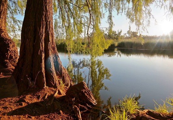 Scenic view of a river with trees and sunlight, representing Lodi wine region's natural environment.