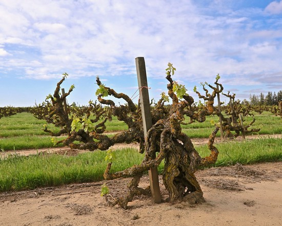 Gnarled grapevine in Lodi wine region with new green leaves and blue sky.