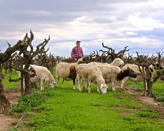 Farmer in a vineyard with sheep grazing among pruned grapevines under cloudy sky.